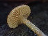  (Galerina sp. Naucoriopsis-PNW02 - HAY-F-006647)  @11 [ ] by-nc (2023) Dean Lyons Fungal Diversity Survey