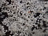 ( - HAY-F-006629)  @11 [ ] by-nc (2023) Dean Lyons Fungal Diversity Survey