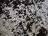  ( - HAY-F-006629)  @11 [ ] by-nc (2023) Dean Lyons Fungal Diversity Survey