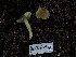  ( - HAY-F-006632)  @11 [ ] by-nc (2023) Dean Lyons Fungal Diversity Survey