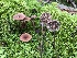  ( - HAY-F-005282)  @11 [ ] by-nc (2023) Dean Lyons Fungal Diversity Survey