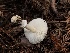  (Leucoagaricus sp. PNW03 - HAY-F-005283)  @11 [ ] by-nc (2023) Dean Lyons Fungal Diversity Survey