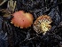  ( - HAY-F-005281)  @11 [ ] by-nc (2023) Dean Lyons Fungal Diversity Survey
