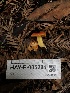  ( - HAY-F-005281)  @11 [ ] by-nc (2023) Dean Lyons Fungal Diversity Survey