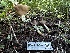  (Helvella sp. elastica-PNW03 - HAY-F-006597)  @11 [ ] by-nc (2023) Aaron Tupac Fungal Diversity Survey