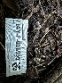  (Thelephora sp. PNW02 - HAY-F-006599)  @11 [ ] by-nc (2023) Aaron Tupac Fungal Diversity Survey