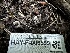  ( - HAY-F-006599)  @11 [ ] by-nc (2023) Aaron Tupac Fungal Diversity Survey