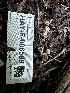  ( - HAY-F-006599)  @11 [ ] by-nc (2023) Aaron Tupac Fungal Diversity Survey