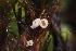  (Chromocyphellaceae - HAY-F-005257)  @11 [ ] by-nc (2023) Warren Cardimona Fungal Diversity Survey
