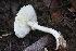  ( - HAY-F-005261)  @11 [ ] by-nc (2023) Warren Cardimona Fungal Diversity Survey
