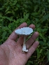  ( - HAY-F-005261)  @11 [ ] by-nc (2023) Warren Cardimona Fungal Diversity Survey