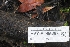  ( - HAY-F-005258)  @11 [ ] by-nc (2023) Warren Cardimona Fungal Diversity Survey