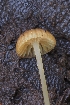  ( - HAY-F-005263)  @11 [ ] by-nc (2023) Warren Cardimona Fungal Diversity Survey