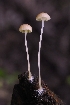  ( - HAY-F-005263)  @11 [ ] by-nc (2023) Warren Cardimona Fungal Diversity Survey
