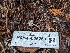  ( - HAY-F-005269)  @11 [ ] by-nc (2023) Warren Cardimona Fungal Diversity Survey