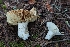  ( - HAY-F-005271)  @11 [ ] by-nc (2023) Warren Cardimona Fungal Diversity Survey
