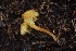  ( - HAY-F-005270)  @11 [ ] by-nc (2023) Warren Cardimona Fungal Diversity Survey
