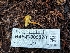  (Hygrocybe sp. parvula-PNW01 - HAY-F-005270)  @11 [ ] by-nc (2023) Warren Cardimona Fungal Diversity Survey