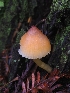  (Humidicutis marginata var. olivacea - HAY-F-005274)  @11 [ ] by-nc (2023) Warren Cardimona Fungal Diversity Survey