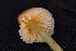  ( - HAY-F-005274)  @11 [ ] by-nc (2023) Warren Cardimona Fungal Diversity Survey