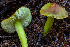  ( - HAY-F-006632)  @11 [ ] by-nc (2023) Dean Lyons Fungal Diversity Survey