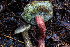  ( - HAY-F-006643)  @11 [ ] by-nc (2023) Dean Lyons Fungal Diversity Survey