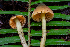  ( - HAY-F-006644)  @11 [ ] by-nc (2023) Dean Lyons Fungal Diversity Survey