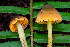  ( - HAY-F-006644)  @11 [ ] by-nc (2023) Dean Lyons Fungal Diversity Survey