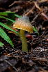  ( - HAY-F-006644)  @11 [ ] by-nc (2023) Dean Lyons Fungal Diversity Survey