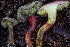  ( - HAY-F-006643)  @11 [ ] by-nc (2023) Dean Lyons Fungal Diversity Survey