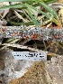  ( - HAY-F-004332)  @11 [ ] by-nc (2023) Jaren Hockert Fungal Diversity Survey