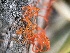  ( - HAY-F-004332)  @11 [ ] by-nc (2023) Jaren Hockert Fungal Diversity Survey