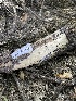  (Crustodontia - HAY-F-004333)  @11 [ ] by-nc (2023) Jaren Hockert Fungal Diversity Survey