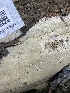 ( - HAY-F-004333)  @11 [ ] by-nc (2023) Jaren Hockert Fungal Diversity Survey