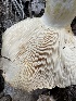  ( - HAY-F-001739)  @11 [ ] by-nc (2023) Bat Vardeh Fungal Diversity Survey