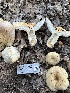  ( - HAY-F-001739)  @11 [ ] by-nc (2023) Bat Vardeh Fungal Diversity Survey
