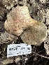  ( - HAY-F-001761)  @11 [ ] by-nc (2023) Bat Vardeh Fungal Diversity Survey