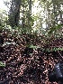  ( - HAY-F-004827)  @11 [ ] by-nc (2023) Dean Lyons Fungal Diversity Survey