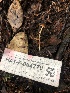  ( - HAY-F-004770)  @11 [ ] by-nc (2023) Dean Lyons Fungal Diversity Survey