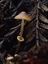  ( - HAY-F-004770)  @11 [ ] by-nc (2023) Dean Lyons Fungal Diversity Survey