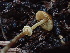  ( - HAY-F-004770)  @11 [ ] by-nc (2023) Dean Lyons Fungal Diversity Survey
