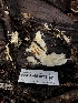  ( - HAY-F-004825)  @11 [ ] by-nc (2023) Dean Lyons Fungal Diversity Survey