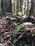  ( - HAY-F-004823)  @11 [ ] by-nc (2023) Dean Lyons Fungal Diversity Survey
