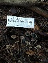  ( - HAY-F-004774)  @11 [ ] by-nc (2023) Dean Lyons Fungal Diversity Survey