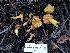  (Hygrocybe sp. CA03 - HAY-F-004821)  @11 [ ] by-nc (2023) Dean Lyons Fungal Diversity Survey