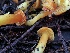  ( - HAY-F-004821)  @11 [ ] by-nc (2023) Dean Lyons Fungal Diversity Survey