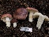  ( - HAY-F-004819)  @11 [ ] by-nc (2023) Dean Lyons Fungal Diversity Survey