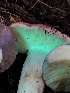  ( - HAY-F-004819)  @11 [ ] by-nc (2023) Dean Lyons Fungal Diversity Survey