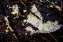  ( - HAY-F-004825)  @11 [ ] by-nc (2023) Dean Lyons Fungal Diversity Survey