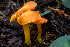  ( - HAY-F-004823)  @11 [ ] by-nc (2023) Dean Lyons Fungal Diversity Survey
